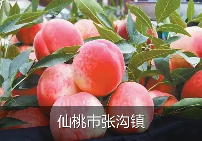 仙桃市张沟镇