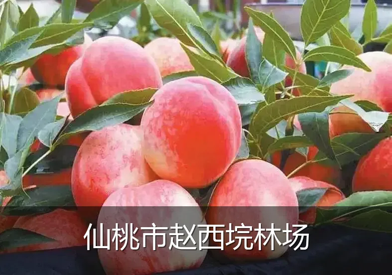 仙桃市赵西垸林场