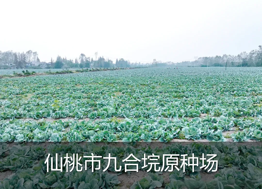 仙桃市九合垸原种场