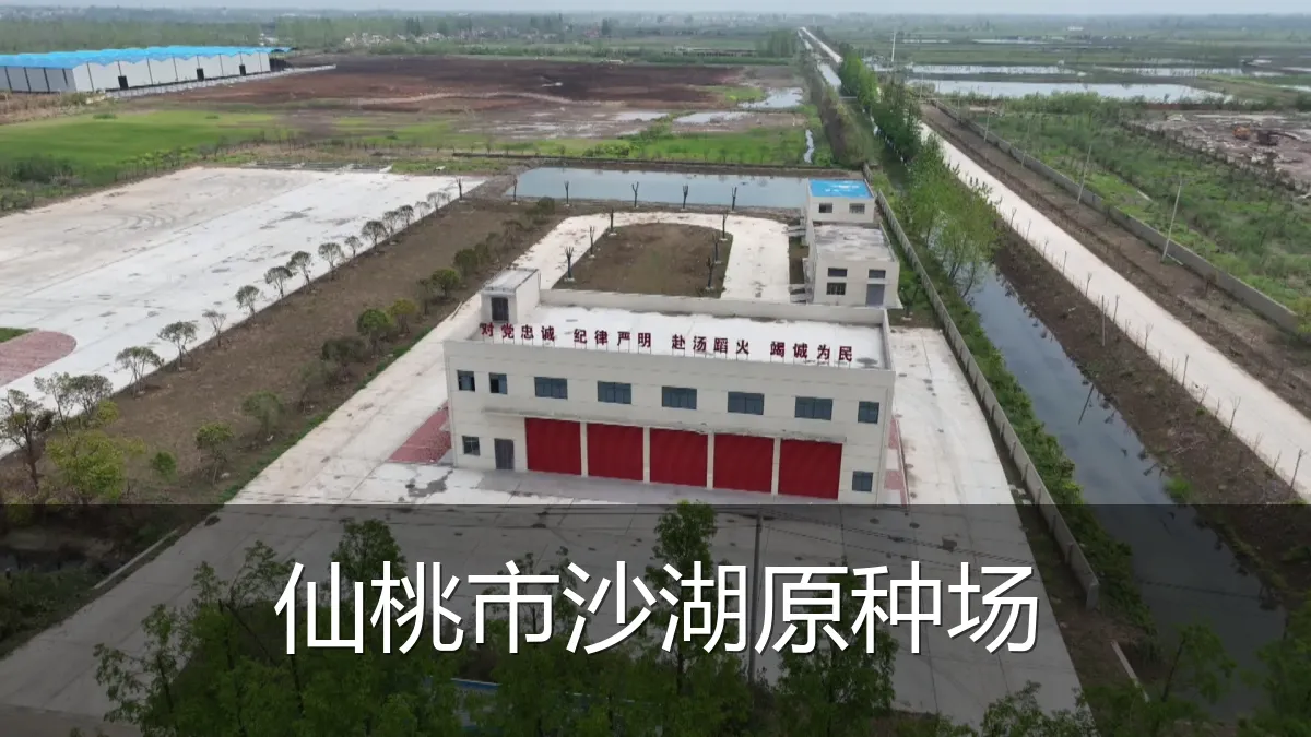 仙桃市沙湖原种场